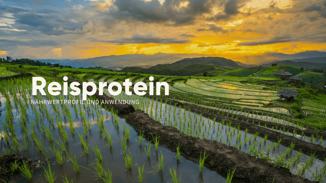 Reisprotein: Dein umfassender Guide zu Nährwert und Anwendung - Gymtrail